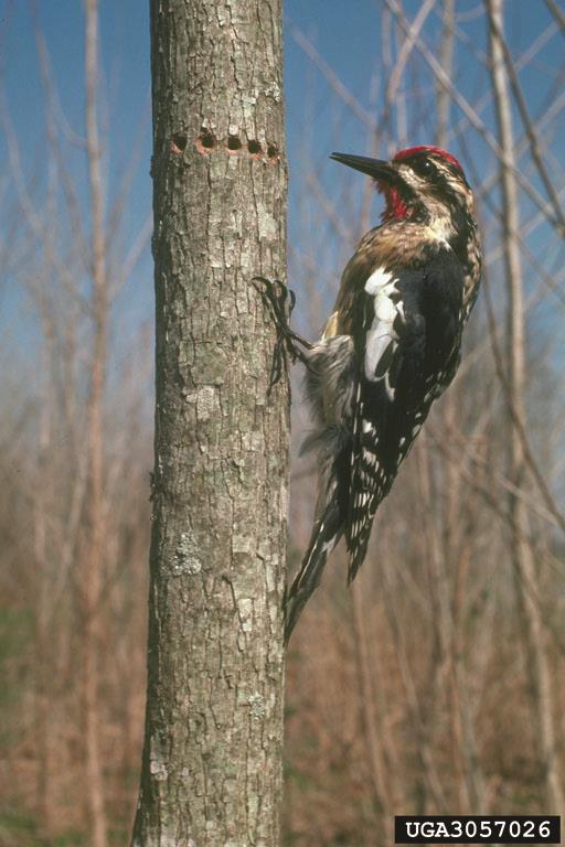 Yellow-bellied Sapsucker 