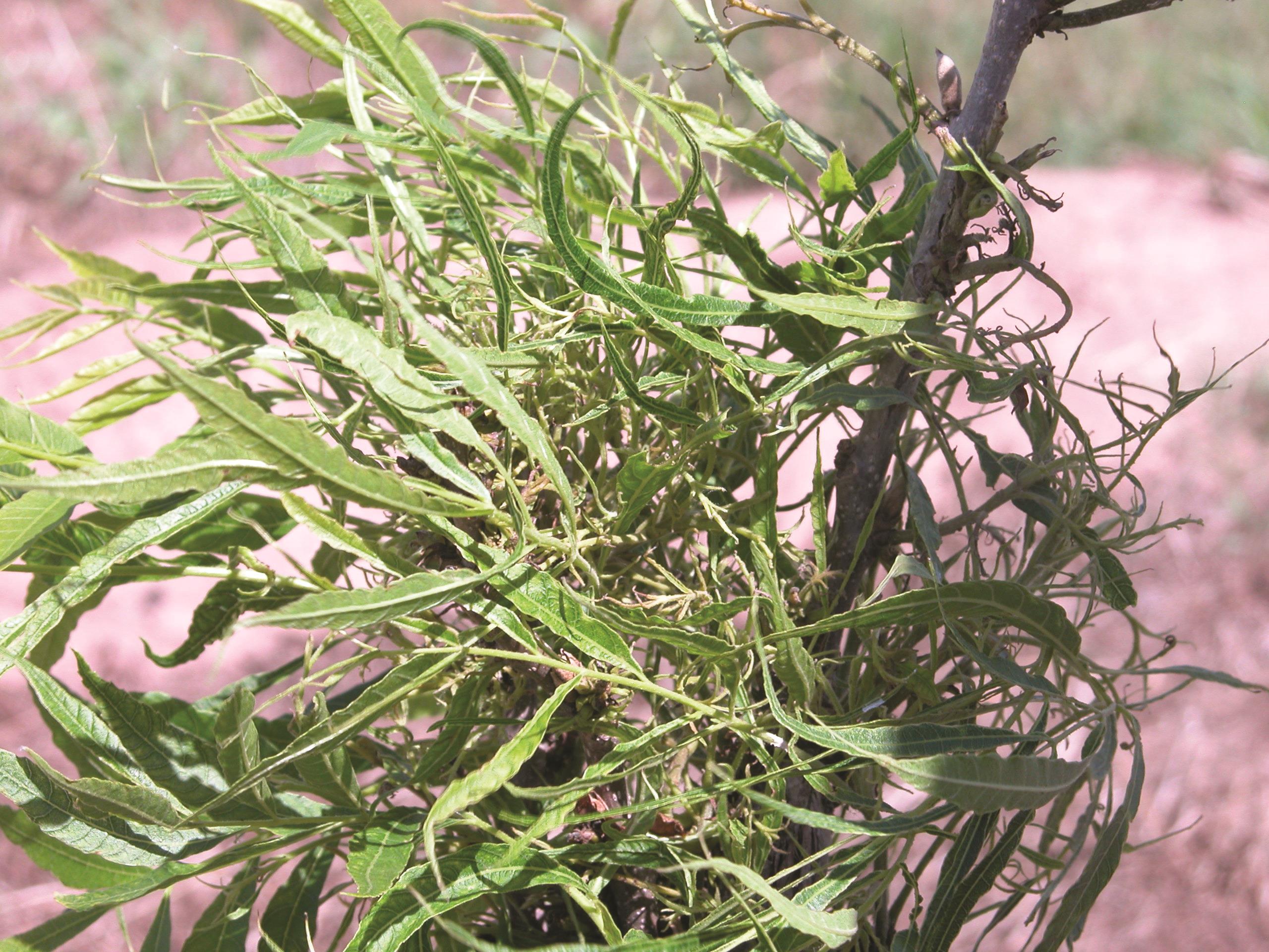 Herbicide Injury