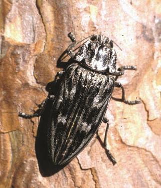 Adult Flathead Appletree Borer