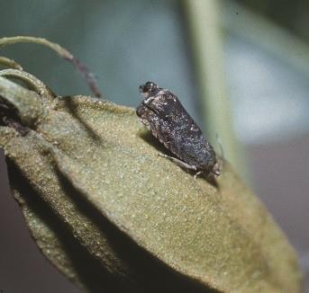 Adult Hickory Shuckworm