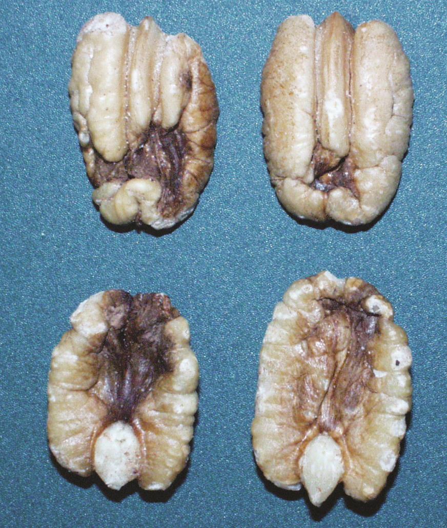 Kernel Necrosis